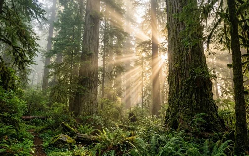 Towering giant kapok tree crowns emergent above the rainforest canopy